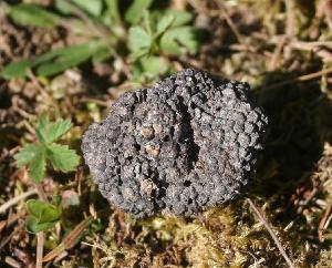 Photo of Tuber aestivum var. urcinatum v1.0