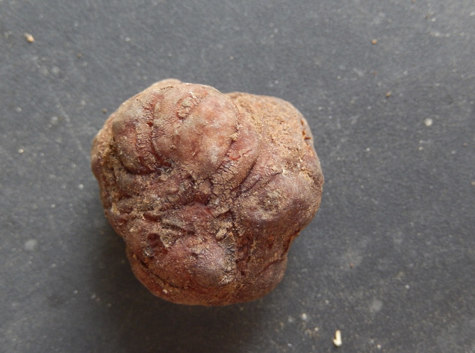 Tuber melosporum