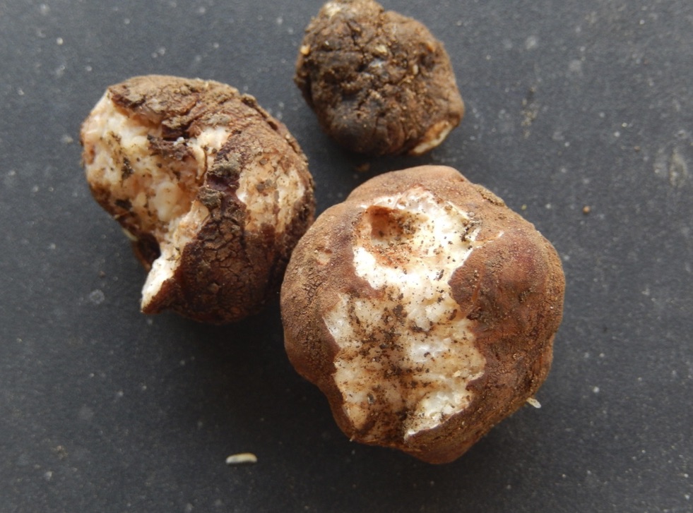 Tuber melosporum