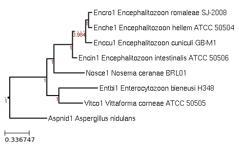 Photo of Vittaforma corneae ATCC 50505